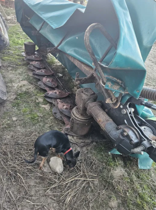 Kosiarka dyskowa DEUTZ FAHR SM 5.28 - Kosiarka - foto 4